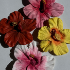 Pinza Hibisco