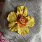Pinza Hibisco