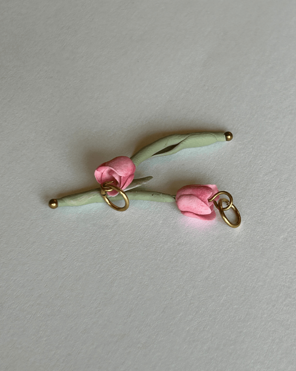 Tulipa